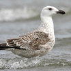 Great Black-backed Gull